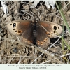 proterebia afra daghestan female 2